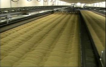 malt