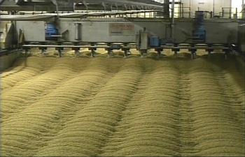 malt