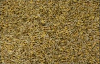 malt