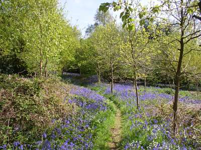 bluebells
