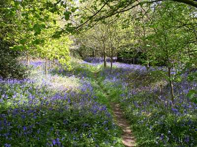 bluebells