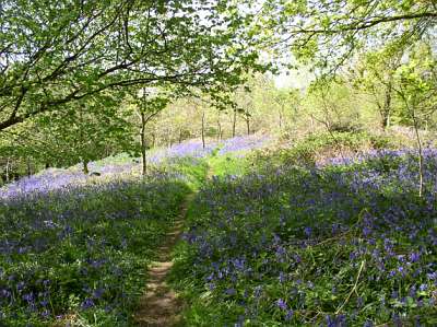 bluebells