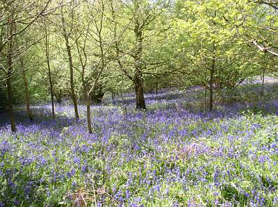 bluebells