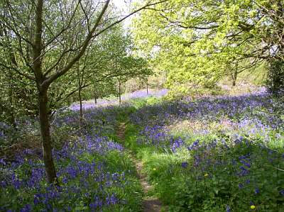 bluebells