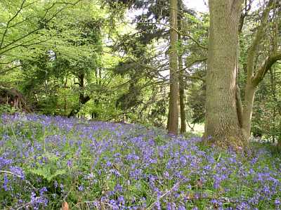 bluebells