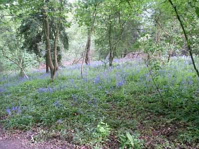 bluebells