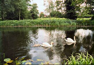 swans
